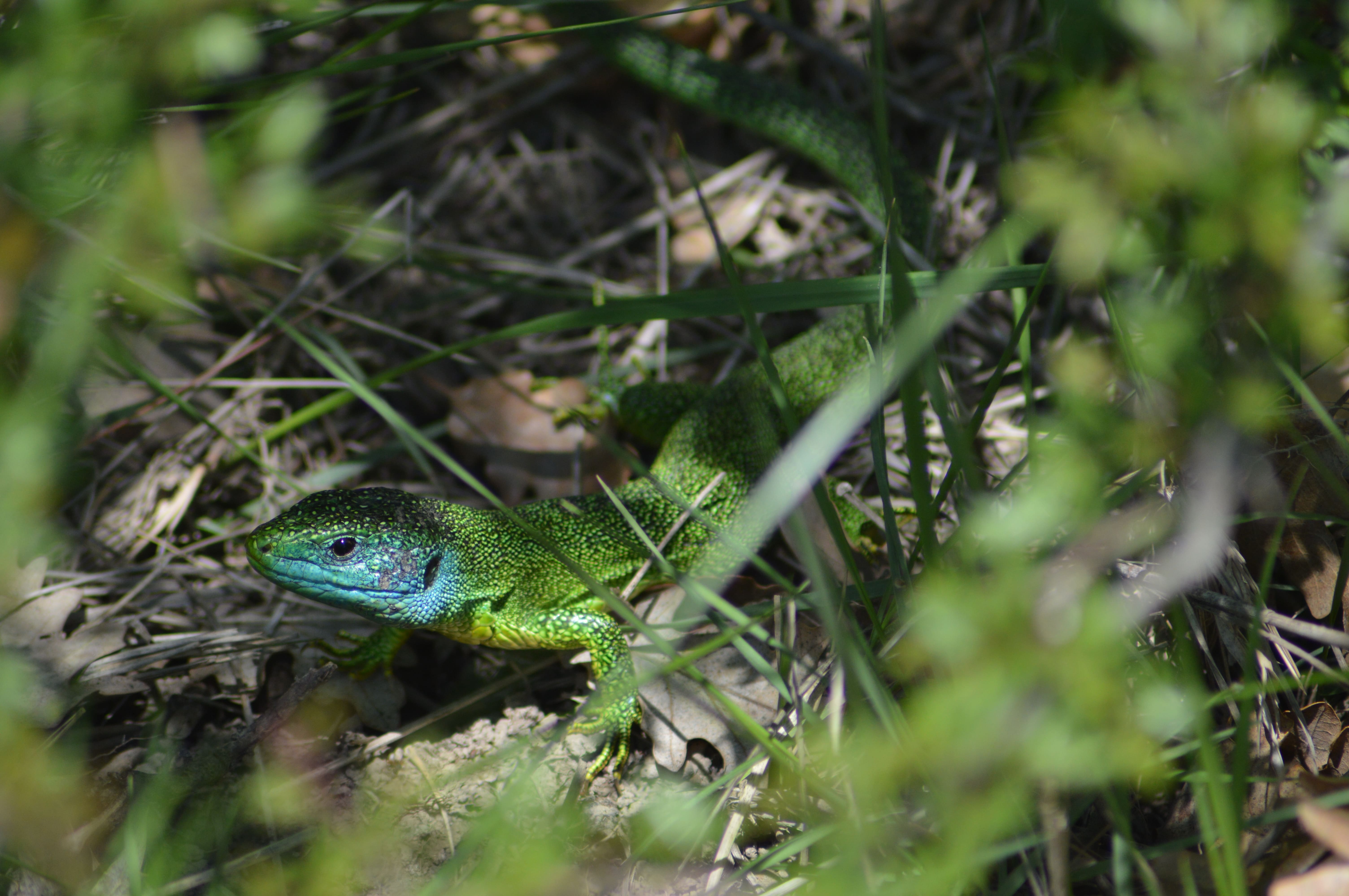 Lézard vert